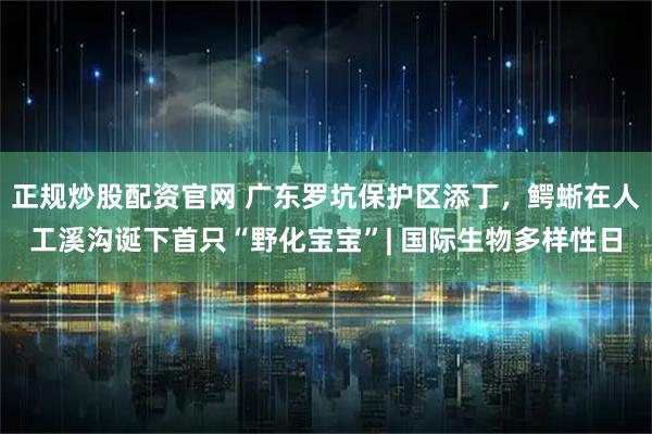正规炒股配资官网 广东罗坑保护区添丁，鳄蜥在人工溪沟诞下首只“野化宝宝”| 国际生物多样性日