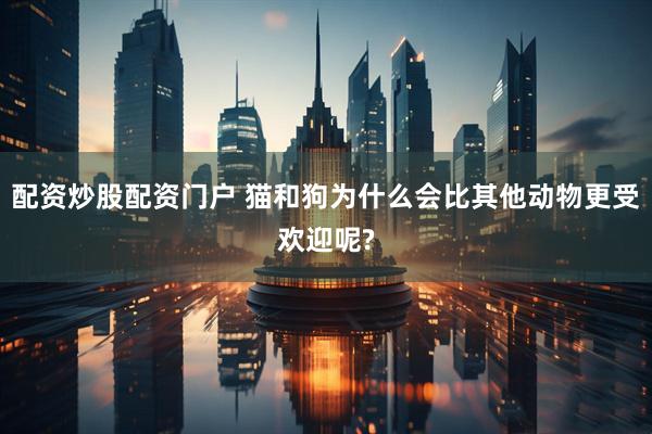 配资炒股配资门户 猫和狗为什么会比其他动物更受欢迎呢?